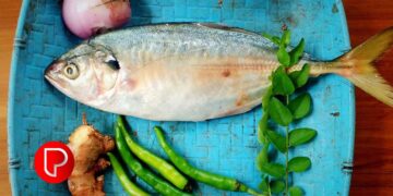 വീട്ടില്‍ കാച്ചില്‍ കൃഷി ചെയ്യാം; കൂടുതല്‍ വിളവിനുള്ള എളുപ്പ വഴികള്‍