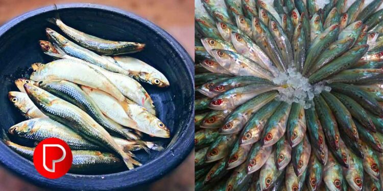 ബസ് ജീവനക്കാര്‍ക്കു നേരേ തോക്കുചൂണ്ടി ഭീഷണി; വ്ളോഗര്‍ തൊപ്പി പോലീസ് കസ്റ്റഡിയില്‍