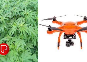 പോലീസ് ഡ്രോൺ പരിശോധനയിൽ കഞ്ചാവ് ചെടികളാണെന്ന് സംശയം; രാമനാട്ടുകരയിലെ ഒഴിഞ്ഞ പറമ്പിൽ നിന്ന് 16 കഞ്ചാവ് ചെടികൾ കണ്ടെത്തി