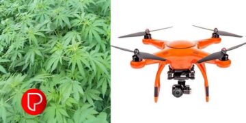 പോലീസ് ഡ്രോൺ പരിശോധനയിൽ കഞ്ചാവ് ചെടികളാണെന്ന് സംശയം; രാമനാട്ടുകരയിലെ ഒഴിഞ്ഞ പറമ്പിൽ നിന്ന് 16 കഞ്ചാവ് ചെടികൾ കണ്ടെത്തി