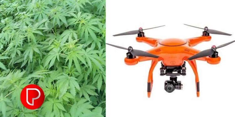 പോലീസ് ഡ്രോൺ പരിശോധനയിൽ കഞ്ചാവ് ചെടികളാണെന്ന് സംശയം; രാമനാട്ടുകരയിലെ ഒഴിഞ്ഞ പറമ്പിൽ നിന്ന് 16 കഞ്ചാവ് ചെടികൾ കണ്ടെത്തി