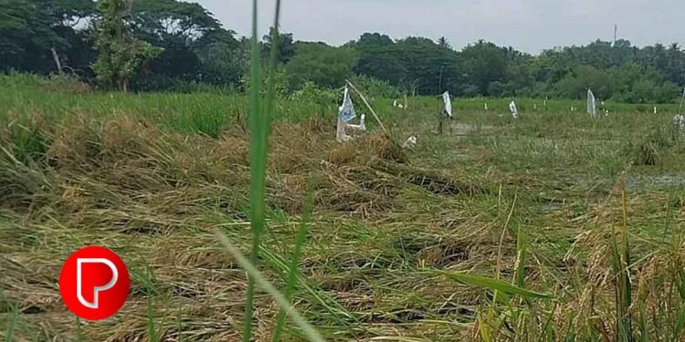 ഊർക്കടവ് റെഗുലേറ്റർ കമ്ബനി ഷട്ടർ കൃത്യസമയത്ത് തുറന്നില്ല; മാവൂര് പാഠശേഖരത്തില്ലെ വയലുകളില് വെള്ളം കയറി; ഏക്കര് കണക്കിന് നെല്കൃഷി നശിച്ചു