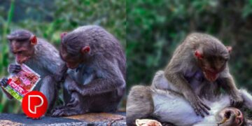 കൊടുവള്ളിയിൽ നിന്നും രണ്ടര ലക്ഷം രൂപ വില വരുന്ന നിരോധിത പുകയില ഉത്പന്നങ്ങള്‍ പിടിച്ചെടുത്തു