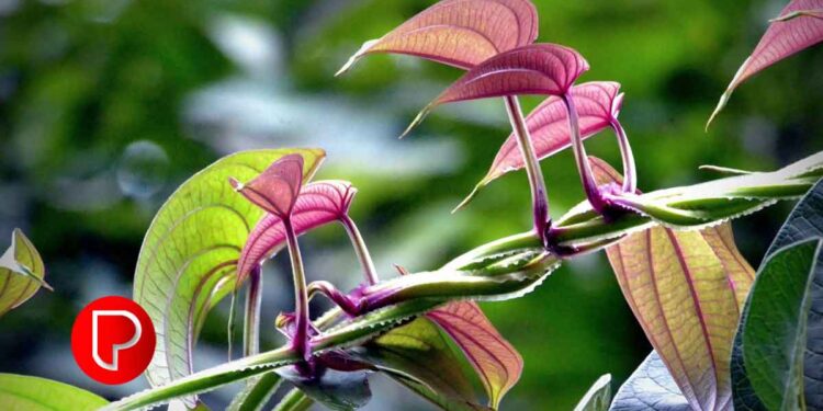 വീട്ടില്‍ കാച്ചില്‍ കൃഷി ചെയ്യാം; കൂടുതല്‍ വിളവിനുള്ള എളുപ്പ വഴികള്‍