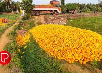 ചൂടും മഴയും ചതിച്ചു; ആഘാതമേറ്റ് കണിവെളളരി, പെരുവയലിലും കുറ്റിക്കാട്ടൂരിലെയും പാടങ്ങളില്‍ സങ്കടം