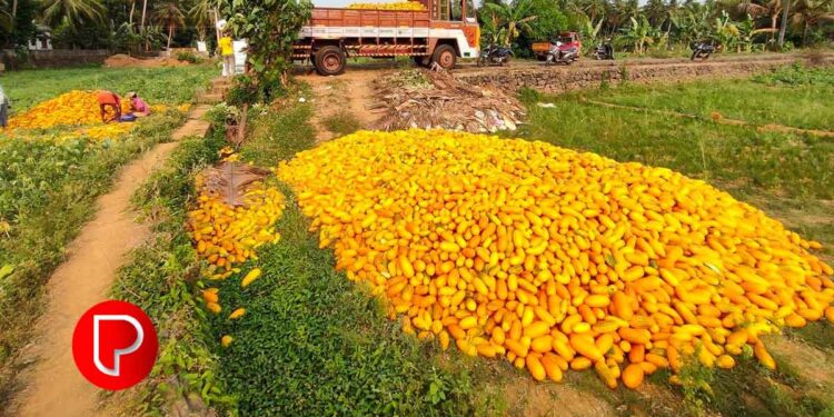 ചൂടും മഴയും ചതിച്ചു; ആഘാതമേറ്റ് കണിവെളളരി, പെരുവയലിലും കുറ്റിക്കാട്ടൂരിലെയും പാടങ്ങളില്‍ സങ്കടം