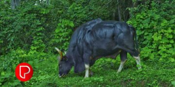 ചക്കിട്ടപാറ കൂവപ്പൊയിലില്‍ കാട്ടുപോത്തുകള്‍ വിഹരിക്കുന്നു; ഭീതിയില്‍ നാട്ടുകാര്‍