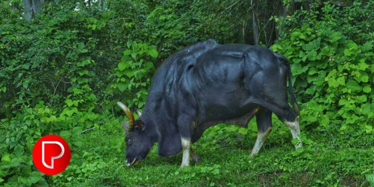 ചക്കിട്ടപാറ കൂവപ്പൊയിലില്‍ കാട്ടുപോത്തുകള്‍ വിഹരിക്കുന്നു; ഭീതിയില്‍ നാട്ടുകാര്‍