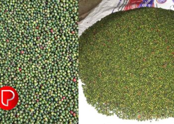 കുരുമുളക് വില 700 ന് മുകളില്‍ തന്നെ, മഴ ചതിച്ചു; ദുരിതത്തിലായി കര്‍ഷകര്‍