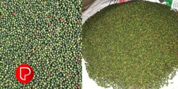 കുരുമുളക് വില 700 ന് മുകളില്‍ തന്നെ, മഴ ചതിച്ചു; ദുരിതത്തിലായി കര്‍ഷകര്‍