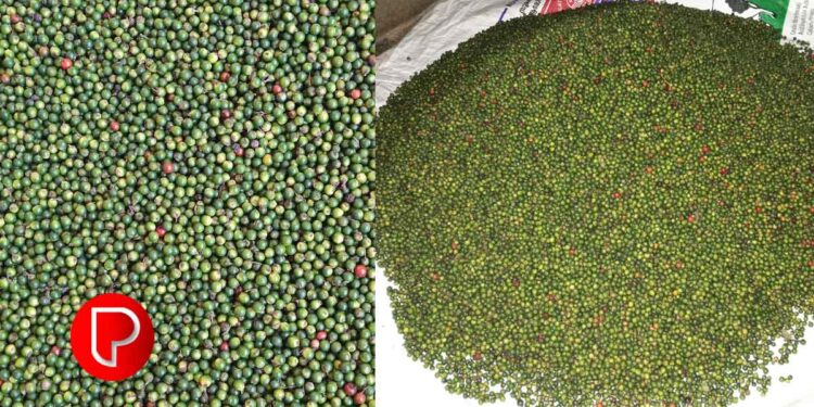 കുരുമുളക് വില 700 ന് മുകളില്‍ തന്നെ, മഴ ചതിച്ചു; ദുരിതത്തിലായി കര്‍ഷകര്‍