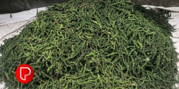 വിലയില്‍ കുതിച്ച്‌ കുരുമുളക്