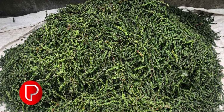 വിലയില് കുതിച്ച് കുരുമുളക്