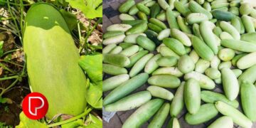 കനത്ത ചൂടിൽ ദാഹശമനത്തിന് പൊട്ടുവെള്ളരി ബെസ്റ്; പന്നിക്കോട് സ്വദേശിയായ സുനീഷിന്‍റെ വിജയഗാഥ