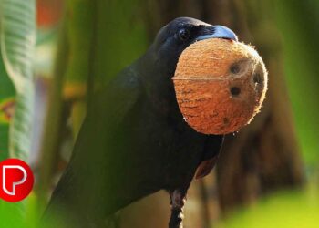 ഇനി ചിരട്ട കളയരുത്; നല്ല വില കിട്ടും