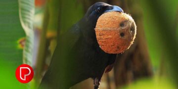 ഇനി ചിരട്ട കളയരുത്; നല്ല വില കിട്ടും