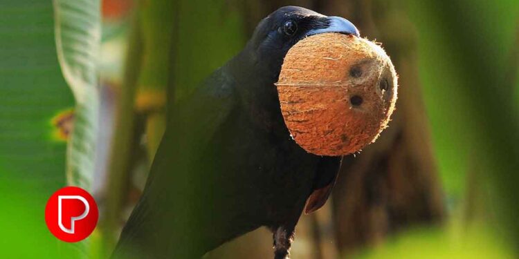 ഇനി ചിരട്ട കളയരുത്; നല്ല വില കിട്ടും