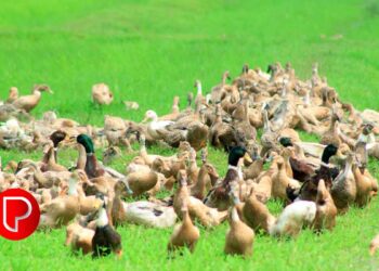 താറാവുകള്‍ക്കുള്ള പ്രതിരോധവാക്‌സിൻ ഉത്പാദനം വീണ്ടും ആരംഭിച്ചു; അടുത്തമാസം മൃഗാശുപത്രികളില്‍ എത്തും