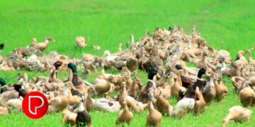 താറാവുകള്‍ക്കുള്ള പ്രതിരോധവാക്‌സിൻ ഉത്പാദനം വീണ്ടും ആരംഭിച്ചു; അടുത്തമാസം മൃഗാശുപത്രികളില്‍ എത്തും