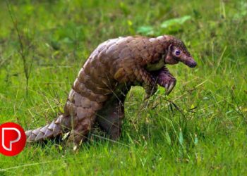 പത്ത് വർഷത്തിനുള്ളിൽ 6,000 എണ്ണം കൊല്ലപ്പെട്ടു; കോഴിക്കോടിന്റെ ജില്ലാ മൃഗമായി ഈനാംപേച്ചി