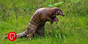 പത്ത് വർഷത്തിനുള്ളിൽ 6,000 എണ്ണം കൊല്ലപ്പെട്ടു; കോഴിക്കോടിന്റെ ജില്ലാ മൃഗമായി ഈനാംപേച്ചി