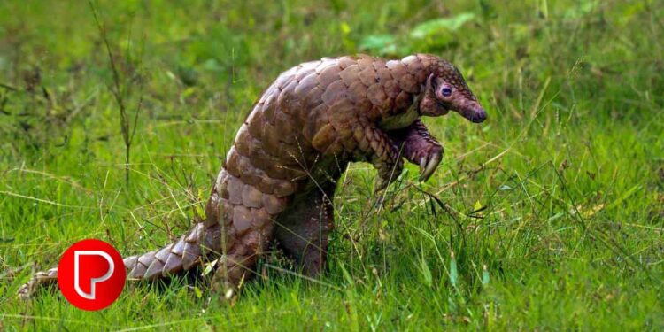 പത്ത് വർഷത്തിനുള്ളിൽ 6,000 എണ്ണം കൊല്ലപ്പെട്ടു; കോഴിക്കോടിന്റെ ജില്ലാ മൃഗമായി ഈനാംപേച്ചി