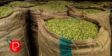 വീട്ടിൽ ചെറിയ ഇടങ്ങളിൽ ഏലം വളർത്താം, അതിനായി നമ്മൾ കുറച്ച് കാര്യങ്ങൾ ശ്രദ്ധിച്ചാൽ മതി