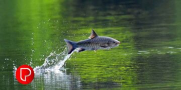 ഇനി മത്സ്യം വിളയും കാലം; ഗ്രാസ് കാര്‍പ്പും കട്ളയും രോഹുവും മൃഗാളും കൃഷി ചെയ്യും; വെല്ലുവിളികള്‍ ഏറെ നിറഞ്ഞ മത്സ്യ കൃഷി
