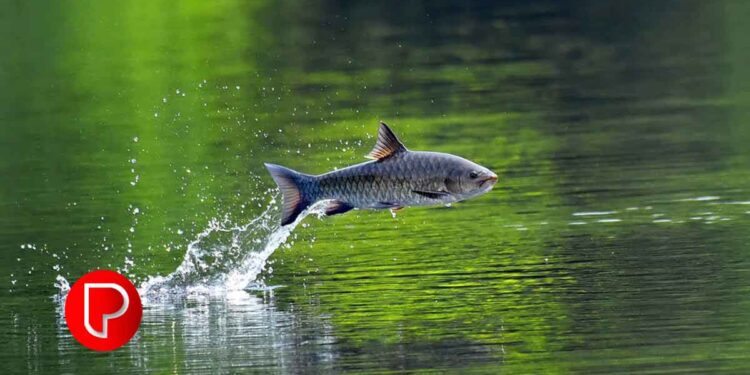 ഇനി മത്സ്യം വിളയും കാലം; ഗ്രാസ് കാര്‍പ്പും കട്ളയും രോഹുവും മൃഗാളും കൃഷി ചെയ്യും; വെല്ലുവിളികള്‍ ഏറെ നിറഞ്ഞ മത്സ്യ കൃഷി