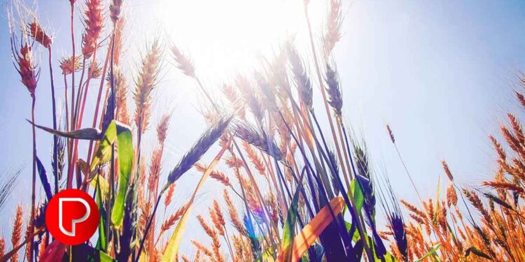 ആട്ട വില കുത്തനെ കുറയുന്നു