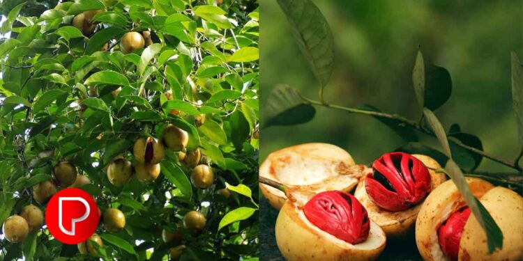 ജാതിക്കയുടെ കാലാവസ്ഥയും മണ്ണിന്റെ ആവശ്യകതകളും