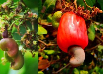 മത്സരക്ഷമതയില്ല, നിലവിലെ പദ്ധതികള്‍ പോര; കേരള കശുവണ്ടിയെ പ്രീമിയം ബ്രാൻഡായി അവതരിപ്പിക്കണം-വിദഗ്ധസമിതി