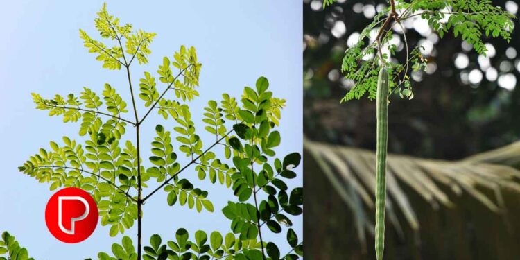 മലയാളിയുടെ കറിപാത്രങ്ങളില് സ്ഥിരം സാന്നിധ്യമായ മുരിങ്ങ എങ്ങനെ കൃഷി ചെയ്യാം