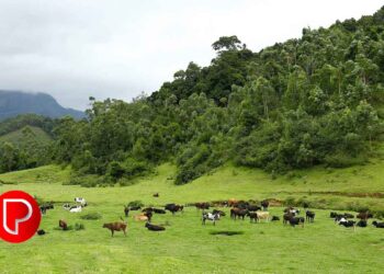കടുത്ത വേനൽ; പച്ചപ്പുല്ലിന് ക്ഷാമം; പാല്‍ ഉത്പാദനം കുറഞ്ഞു; ക്ഷീരകർഷകർ പ്രതിസന്ധിയിൽ