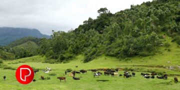 കടുത്ത വേനൽ; പച്ചപ്പുല്ലിന് ക്ഷാമം; പാല്‍ ഉത്പാദനം കുറഞ്ഞു; ക്ഷീരകർഷകർ പ്രതിസന്ധിയിൽ