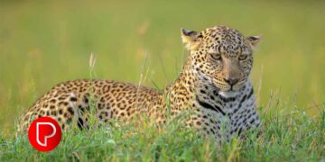 കൂടരഞ്ഞിയില്‍ വീട്ട് മുറ്റത്ത് പുലി; ഇന്ന് കൂട് സ്ഥാപിക്കും