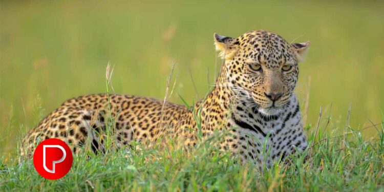 കൂടരഞ്ഞിയില്‍ വീട്ട് മുറ്റത്ത് പുലി; ഇന്ന് കൂട് സ്ഥാപിക്കും