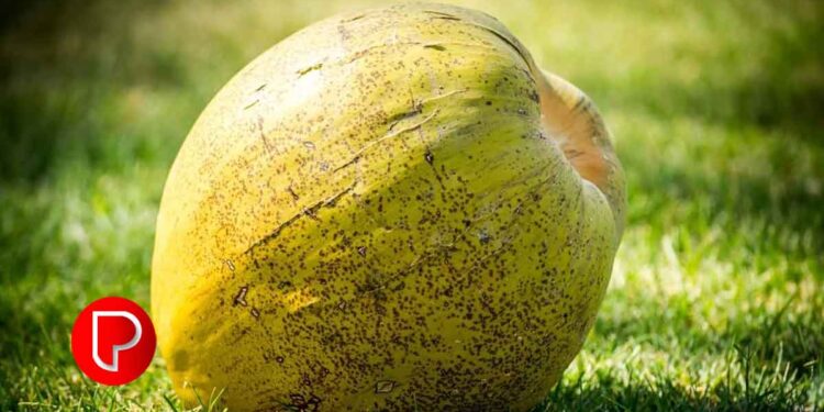 തേങ്ങയുടെ വില കുതിച്ചുയരുന്നു; ആഗോളതലത്തിൽ ആവശ്യം വർദ്ധിച്ചു, ഒരു ക്വിന്റൽ പച്ചത്തേങ്ങയ്ക്ക് 6800 രൂപ.