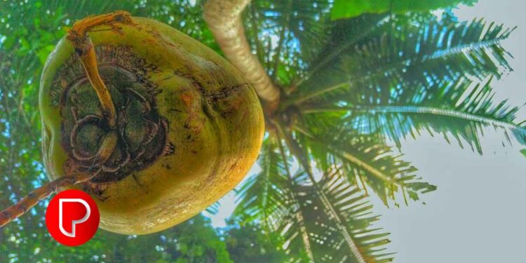 തേങ്ങയുടെ വില കുതിച്ചുയരുന്നു; ആഗോളതലത്തിൽ ആവശ്യം വർദ്ധിച്ചു, ഒരു ക്വിന്റൽ പച്ചത്തേങ്ങയ്ക്ക് 6800 രൂപ.