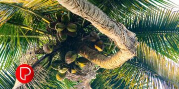 തേങ്ങയുടെ വില കുതിച്ചുയരുന്നു; ആഗോളതലത്തിൽ ആവശ്യം വർദ്ധിച്ചു, ഒരു ക്വിന്റൽ പച്ചത്തേങ്ങയ്ക്ക് 6800 രൂപ.