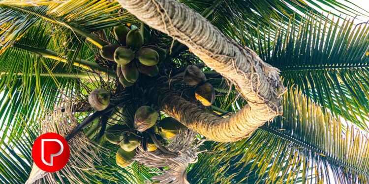 തേങ്ങയുടെ വില കുതിച്ചുയരുന്നു; ആഗോളതലത്തിൽ ആവശ്യം വർദ്ധിച്ചു, ഒരു ക്വിന്റൽ പച്ചത്തേങ്ങയ്ക്ക് 6800 രൂപ.