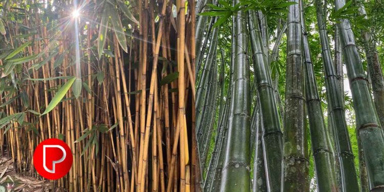 ഇരുത്തുള്ളിപ്പുഴയോരത്ത് മുളവനമൊരുങ്ങുന്നു