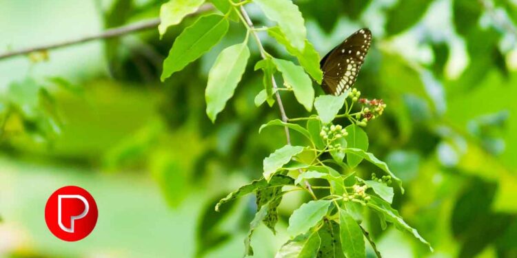 ചന്ദനം; ആരോഗ്യം മാത്രമല്ല, വരുമാനവും; കൃഷിയിൽ ശ്രദ്ധിക്കേണ്ട നിരവധി കാര്യങ്ങളുണ്ട്