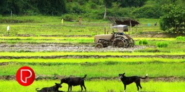 പല്ല് തേയ്ക്കാൻ വീടിന് പുറത്തിറങ്ങി; മേപ്പയ്യൂർ കൊഴുക്കല്ലൂരിൽ തെരുവ് നായ്ക്കളുടെ ആക്രമണത്തില്‍ ഏഴ് വയസുകാരിക്ക് ഗുരുതര പരിക്ക്