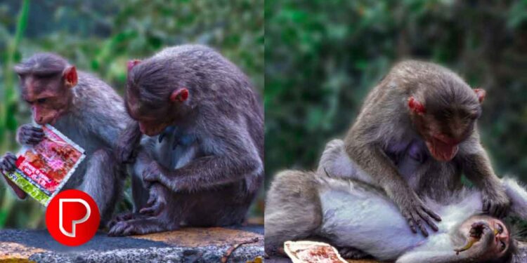 ലഹരിവിരുദ്ധ കാര്‍ട്ടൂണ്‍ വരയ്ക്കൂ; സമ്മാനം നേടൂ; സമ്മാന വിതരണം ജൂലൈ 12ന് കോഴിക്കോട്