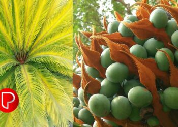 ഈന്ത് വൃക്ഷത്തെ കോഴിക്കോടിന്റെ ജില്ലാ പൈതൃക വൃക്ഷമായി പ്രഖ്യാപിച്ചു