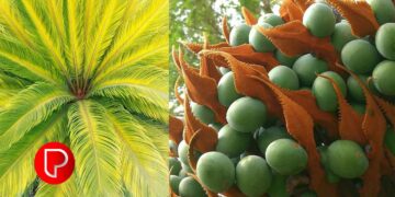 ഈന്ത് വൃക്ഷത്തെ കോഴിക്കോടിന്റെ ജില്ലാ പൈതൃക വൃക്ഷമായി പ്രഖ്യാപിച്ചു