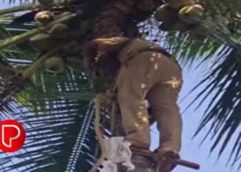 ചാത്തമംഗലം നെച്ചൂളിയില്‍ പൊക്കമുള്ള തെങ്ങില്‍ വയോധികന് ഓല വെട്ടുന്നതിനിടയില്‍ കൈയ്ക്ക് മുറിവേറ്റ് അപകടം; ; രക്ഷകരായി അഗ്നിരക്ഷാ സേന