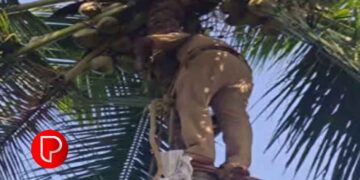 ചാത്തമംഗലം നെച്ചൂളിയില്‍ പൊക്കമുള്ള തെങ്ങില്‍ വയോധികന് ഓല വെട്ടുന്നതിനിടയില്‍ കൈയ്ക്ക് മുറിവേറ്റ് അപകടം; ; രക്ഷകരായി അഗ്നിരക്ഷാ സേന