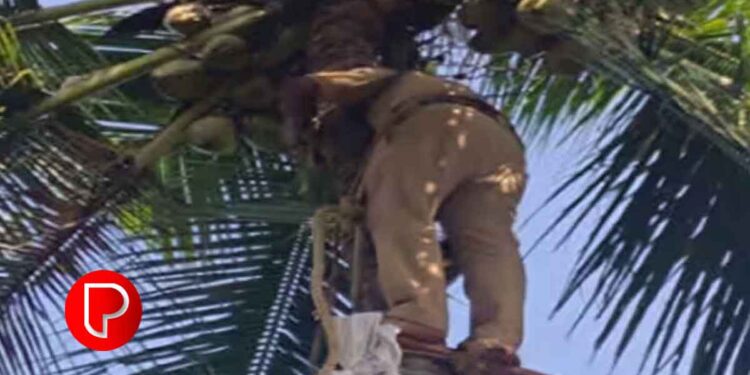 ചാത്തമംഗലം നെച്ചൂളിയില്‍ പൊക്കമുള്ള തെങ്ങില്‍ വയോധികന് ഓല വെട്ടുന്നതിനിടയില്‍ കൈയ്ക്ക് മുറിവേറ്റ് അപകടം; ; രക്ഷകരായി അഗ്നിരക്ഷാ സേന